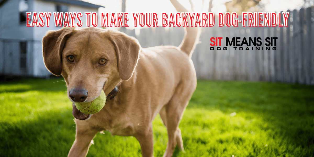Easy Ways to Make Your Backyard Dog-Friendly