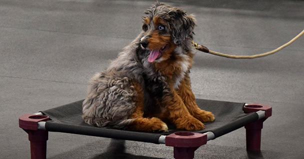 Puppy Management