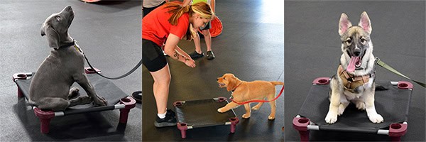 Puppy Training Colorado Springs