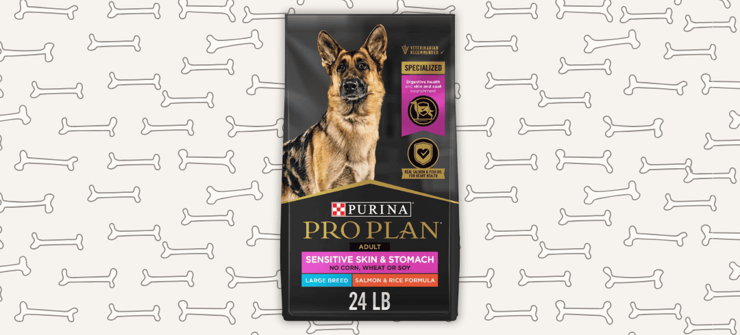 The Best Food for Canines with Allergies