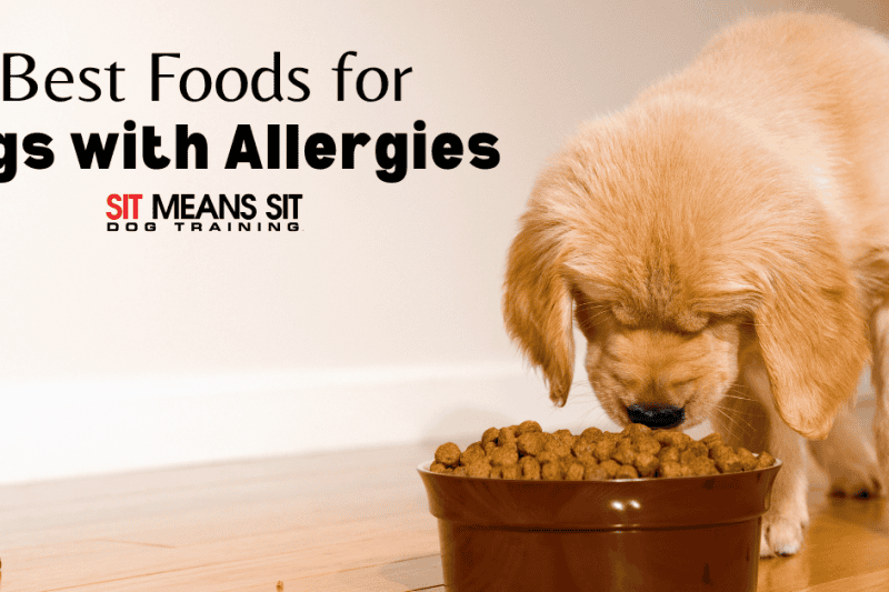The Best Food for Canines with Allergies