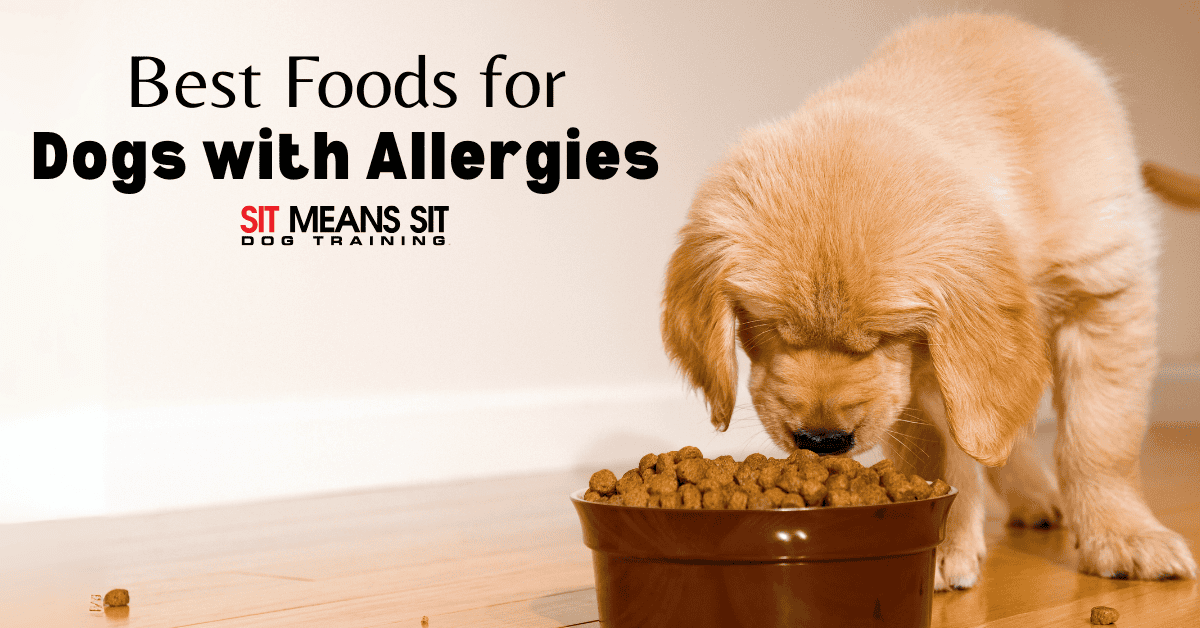 The Best Food for Canines with Allergies