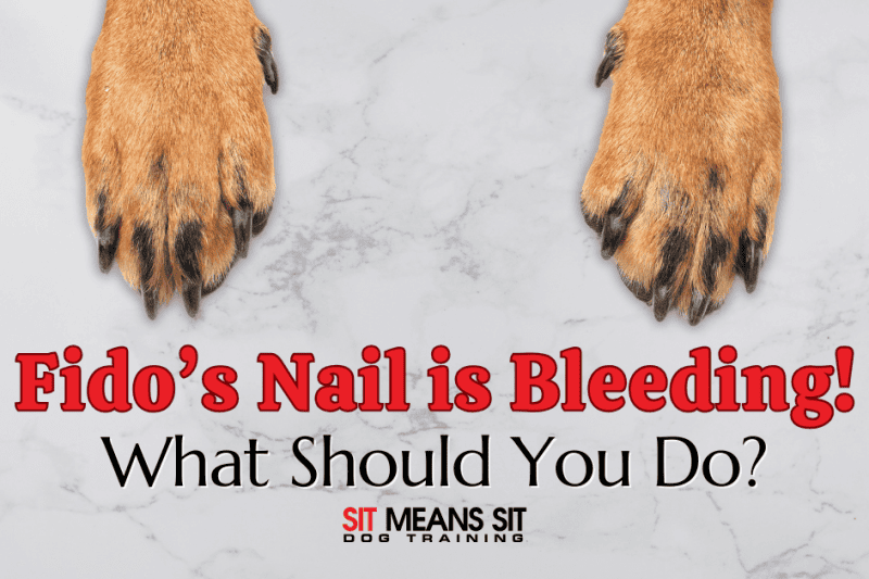 What to Do if Your Dog Nail Starts Bleeding