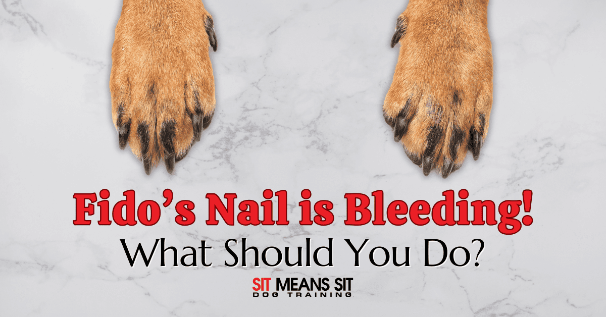 What to Do if Your Dog Nail Starts Bleeding